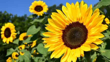 Foto von Ambulanter Pflegedienst Heike Henke