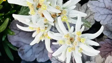 Foto von Edelweiss Betreuungsdienst