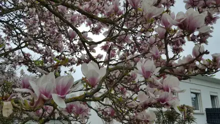 Foto von Pflege und Hilfe Daheim e.V Ambulanter Dienst