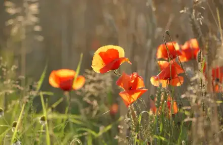 Foto von Spezialisierte Ambulante Palliativversorgung (SAPV)-Team für den Landkreis Osnabrück - Niels Stensen Kliniken